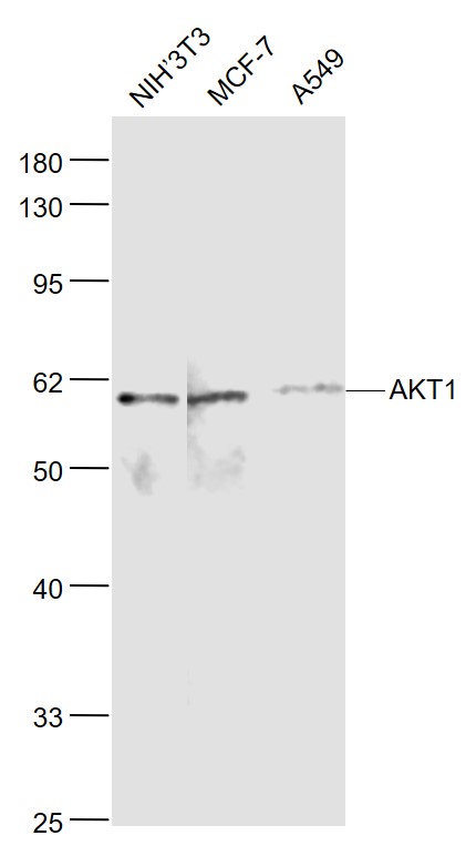 Lane 1: NIH/3T3 cell lysates; Lane 2: MCF-7 cell lysates; Lane 3: A549 cell lysates probed with AKT1 Polyclonal Antibody, Unconjugated (bs-0115M) at 1:1000 dilution and 4˚C overnight incubation. Followed by conjugated secondary antibody incubation at 1:20000 for 60 min at 37˚C.