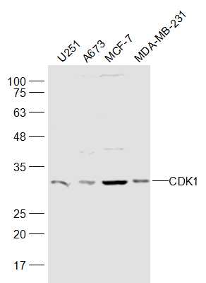 Lane 1: U251 cell lysates; Lane 2: A673 cell lysates; Lane 3: MCF-7 cell lysates; Lane 4: MDA-MB-231 cell lysates probed with CDK1 Polyclonal Antibody, Unconjugated (bs-0542R) at 1:500 dilution and 4˚C overnight incubation. Followed by conjugated secondary antibody incubation at 1:20000 for 60 min at 37˚C.