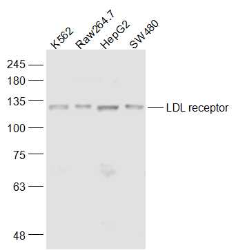 Lane 1: K562 cell lysates; Lane 2: Raw264.7 cell lysates; Lane 3: HepG2 cell lysates; Lane 4: SW480 cell lysates probed with LDL receptor Polyclonal Antibody, Unconjugated (bs-0705R) at 1:1000 dilution and 4˚C overnight incubation. Followed by conjugated secondary antibody incubation at 1:20000 for 60 min at 37˚C.