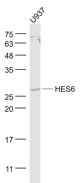 Lane 1: U937 cell lysates probed with HES6 Polyclonal Antibody, Unconjugated (bs-11852R) at 1:1000 dilution and 4˚C overnight incubation. Followed by conjugated secondary antibody incubation at 1:20000 for 60 min at 37˚C.