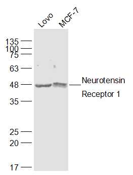 Lane 1: Lovo cell lysates; Lane 2: MCF-7 cell lysates probed with Neurotensin Receptor 1 Polyclonal Antibody, Unconjugated (bs-12002R) at 1:1000 dilution and 4˚C overnight incubation. Followed by conjugated secondary antibody incubation at 1:20000 for 60 min at 37˚C.