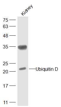 Lane 1: Mouse Kidney lysates probed with Ubiquitin D Polyclonal Antibody, Unconjugated (bs-13006R) at 1:300 dilution and 4˚C overnight incubation. Followed by conjugated secondary antibody incubation at 1:20000 for 60 min at 37˚C. Lane 1: Mouse Kidney lysates probed with Ubiquitin D Polyclonal Antibody, Unconjugated (bs-13006R) at 1:300 dilution and 4˚C overnight incubation. Followed by conjugated secondary antibody incubation at 1:20000 for 60 min at 37˚C.