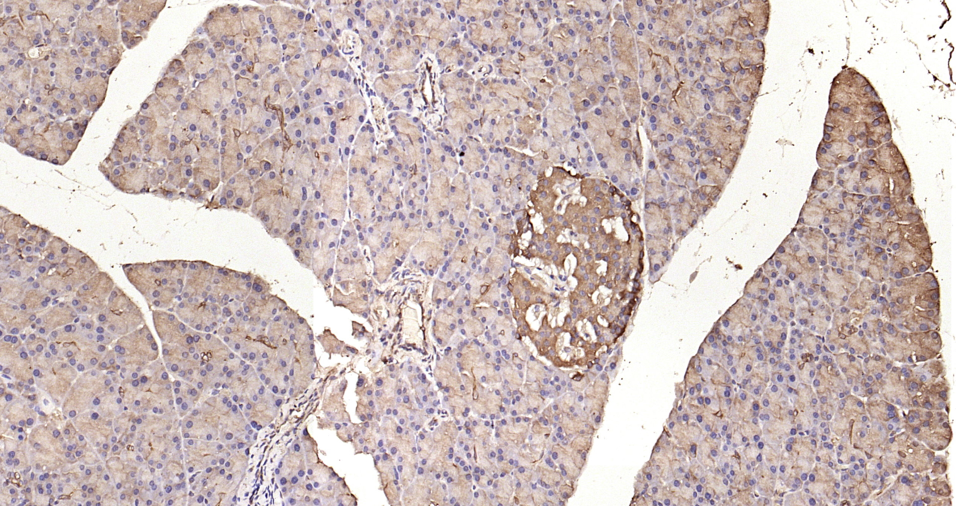 Paraformaldehyde-fixed, paraffin embedded Rat pancreas; Antigen retrieval by boiling in sodium citrate buffer (pH6.0) for 15min; Block endogenous peroxidase by 3% hydrogen peroxide for 20 minutes; Blocking buffer (normal goat serum) at 37°C for 30min; Antibody incubation with C22orf32 Polyclonal Antibody, Unconjugated (bs-22826R) at 1:200 overnight at 4°C, DAB staining.