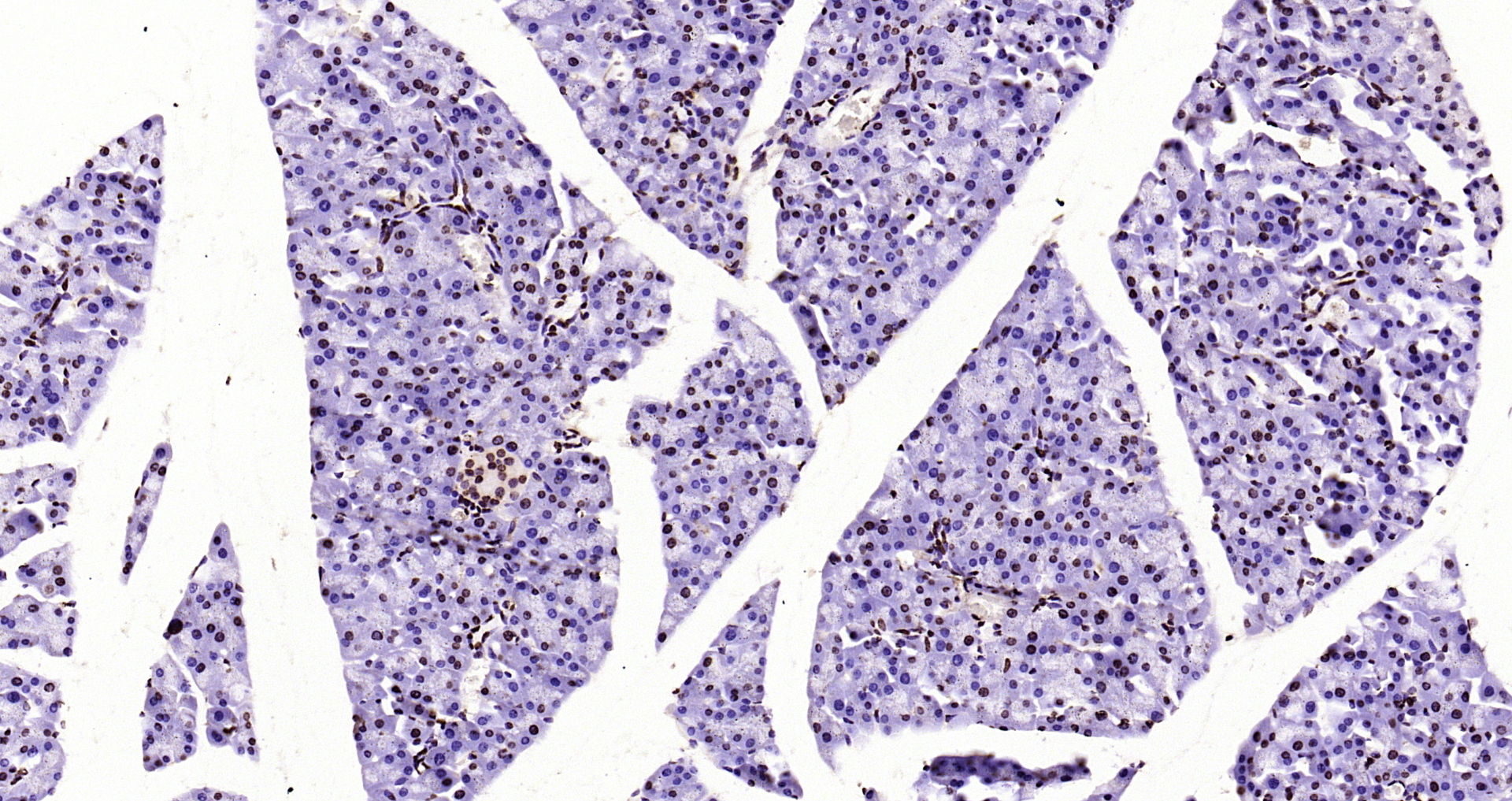 Paraformaldehyde-fixed, paraffin embedded Mouse pancreas; Antigen retrieval by boiling in sodium citrate buffer (pH6.0) for 15min; Block endogenous peroxidase by 3% hydrogen peroxide for 20 minutes; Blocking buffer (normal goat serum) at 37°C for 30min; Antibody incubation with Histone H3(di methyl K36) Monoclonal Antibody, Unconjugated (bsm-33124M) at 1:2000 overnight at 4°C, DAB staining.