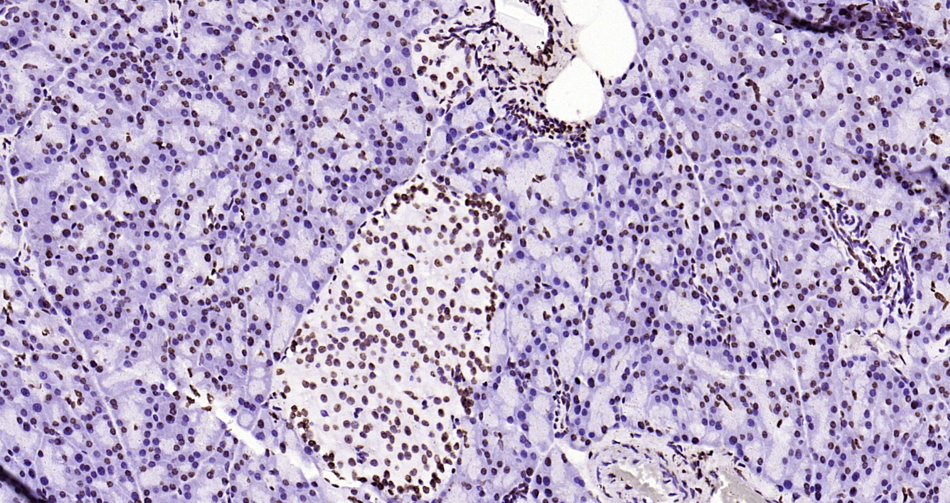 Paraformaldehyde-fixed, paraffin embedded Rat pancreas; Antigen retrieval by boiling in sodium citrate buffer (pH6.0) for 15min; Block endogenous peroxidase by 3% hydrogen peroxide for 20 minutes; Blocking buffer (normal goat serum) at 37°C for 30min; Antibody incubation with Histone H3(di methyl K36) Monoclonal Antibody, Unconjugated (bsm-33124M) at 1:2000 overnight at 4°C, DAB staining.