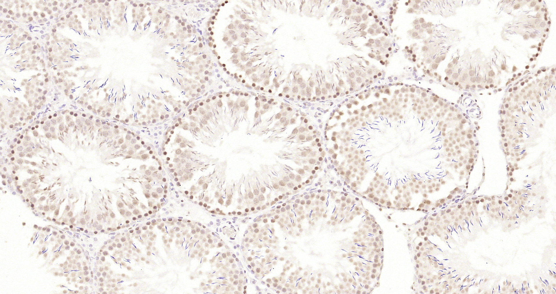 Paraformaldehyde-fixed, paraffin embedded Rat testis; Antigen retrieval by boiling in sodium citrate buffer (pH6.0) for 15min; Block endogenous peroxidase by 3% hydrogen peroxide for 20 minutes; Blocking buffer (normal goat serum) at 37°C for 30min; Antibody incubation with HP1 gamma Monoclonal Antibody, Unconjugated (bsm-33375M) at 1:200 overnight at 4°C, DAB staining.