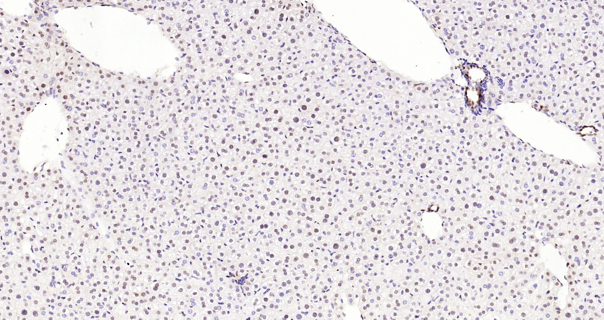 Paraformaldehyde-fixed, paraffin embedded Mouse liver; Antigen retrieval by boiling in sodium citrate buffer (pH6.0) for 15min; Block endogenous peroxidase by 3% hydrogen peroxide for 20 minutes; Blocking buffer (normal goat serum) at 37°C for 30min; Antibody incubation with HP1 gamma Monoclonal Antibody, Unconjugated (bsm-33375M) at 1:200 overnight at 4°C, DAB staining.