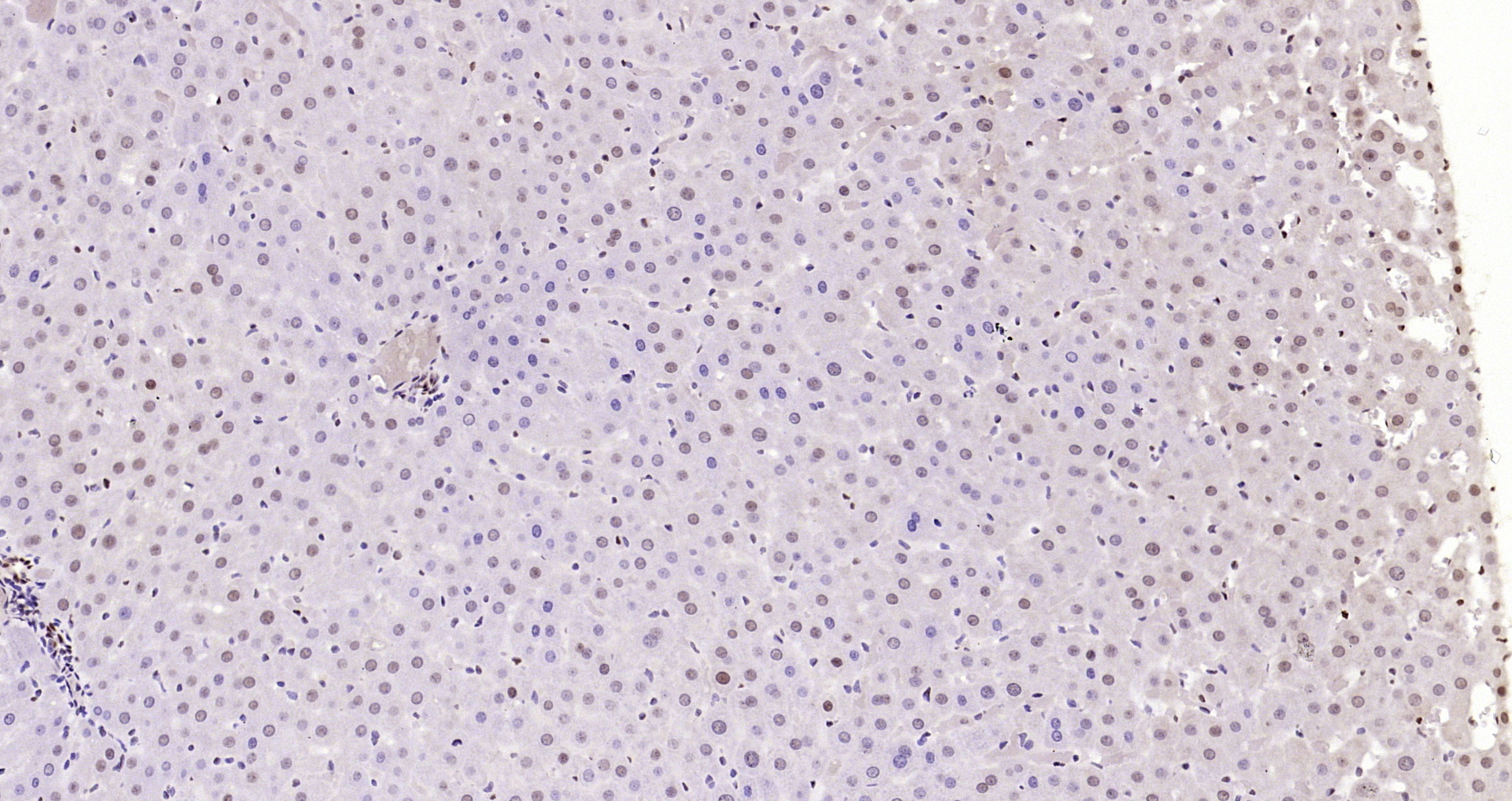 Paraformaldehyde-fixed, paraffin embedded Rat liver; Antigen retrieval by boiling in sodium citrate buffer (pH6.0) for 15min; Block endogenous peroxidase by 3% hydrogen peroxide for 20 minutes; Blocking buffer (normal goat serum) at 37°C for 30min; Antibody incubation with HP1 gamma Monoclonal Antibody, Unconjugated (bsm-33375M) at 1:200 overnight at 4°C, DAB staining.