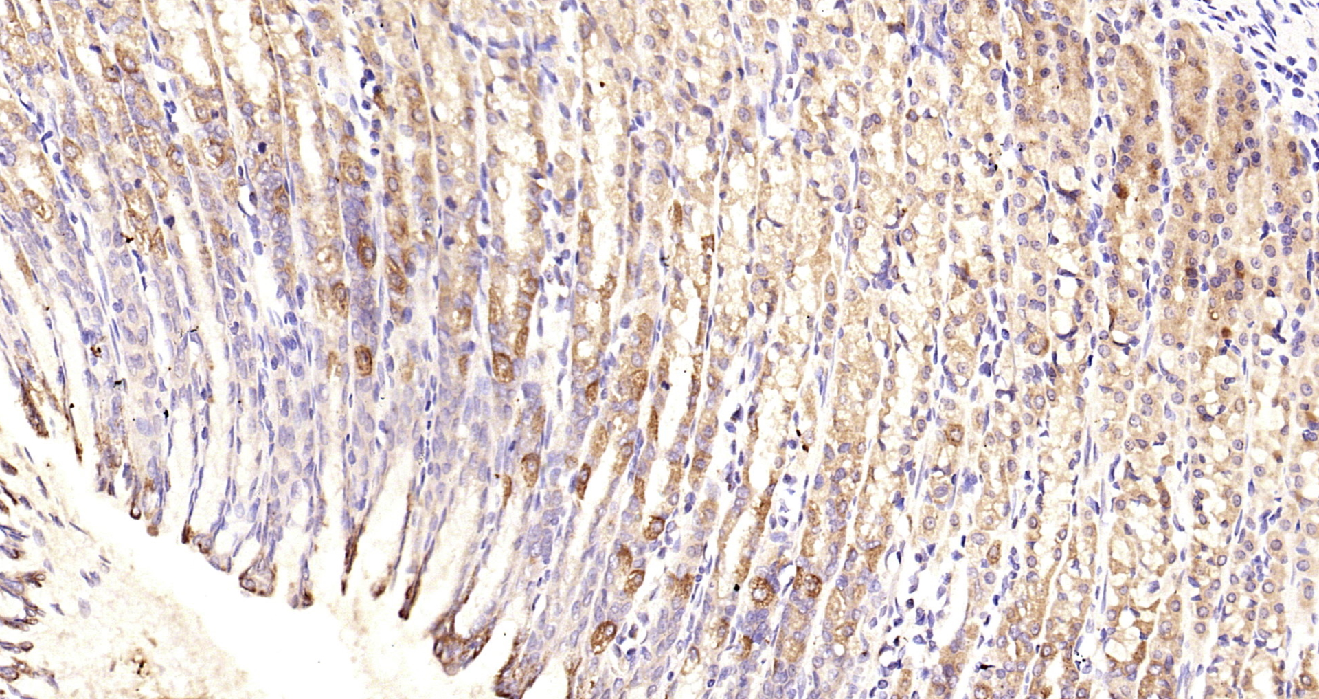 Paraformaldehyde-fixed, paraffin embedded Rat stomach; Antigen retrieval by boiling in sodium citrate buffer (pH6.0) for 15min; Block endogenous peroxidase by 3% hydrogen peroxide for 20 minutes; Blocking buffer (normal goat serum) at 37°C for 30min; Antibody incubation with TSSC3 Polyclonal Antibody, Unconjugated (bs-6884R) at 1:200 overnight at 4°C, DAB staining.