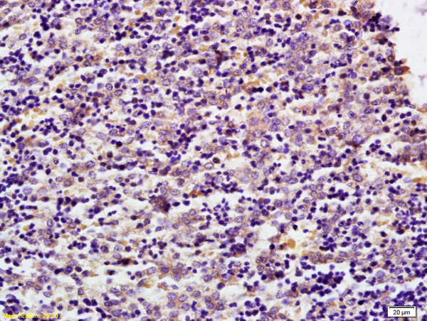 Formalin-fixed and paraffin embedded mouse embryo labeled with Anti MDH1 Polyclonal Antibody, Unconjugated (bs-3996R) at 1:200 followed by conjugation to the secondary antibody and DAB staining