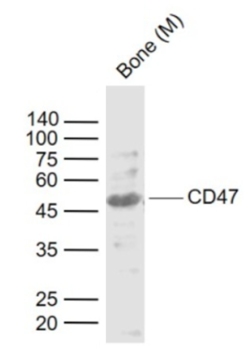 Lane 1: Mouse Bone lysates probed with CD47\/MER6 Polyclonal Antibody, Unconjugated (bs-2386R) at 1:1000 dilution and 4˚C overnight incubation. Followed by conjugated secondary antibody incubation at 1:20000 for 60 min at 37˚C.