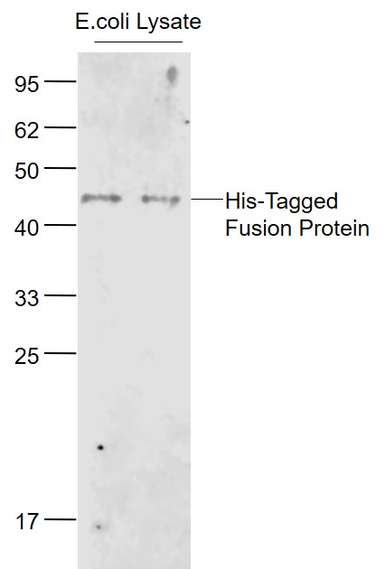 His-Tagged Fusion Protein Overexpression E.coli Lysates (Cat#: bs-41230P) probed with His Tag Polyclonall Antibody, Unconjugated (bs-10582R) at 1:1000 dilution and 4˚C overnight incubation. Followed by conjugated secondary antibody incubation at 1:20000 for 60 min at 37˚C.