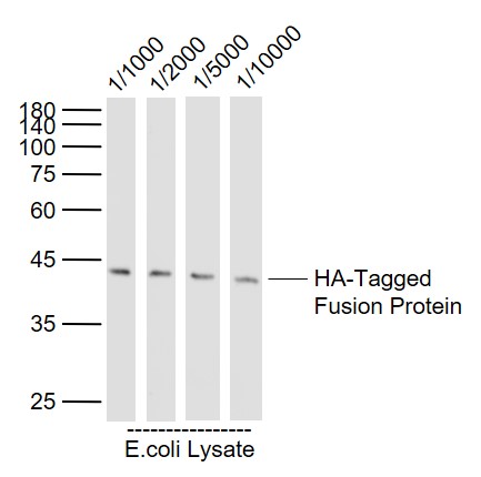 HA-Tagged Fusion Protein Overexpression E.coli Lysates (2ug,Cat#: bs-41230P) probed with HA-Tag (3C8) Monoclonal Antibody, Unconjugated (bsm-33003M) at 1:1000~1:10000 dilution and 4˚C overnight incubation. Followed by conjugated secondary antibody incubation at 1:20000 for 60 min at 37˚C.