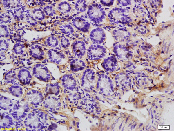 Formalin-fixed and paraffin embedded mouse colon labeled with Anti APOC3 Polyclonal Antibody, Unconjugated (bs-4741R) at 1:200 followed by conjugation to the secondary antibody and DAB staining