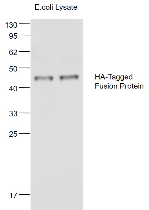 HA-Tagged Fusion Protein Overexpression E.coli Lysates (Cat#: bs-41230P) probed with HA-Tag (4D1) Monoclonal Antibody, Unconjugated (bsm-33157M) at 1:1000 dilution and 4˚C overnight incubation. Followed by conjugated secondary antibody incubation at 1:20000 for 60 min at 37˚C.