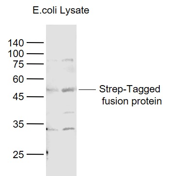 Strep-Tagged Fusion Protein Overexpression E.coli Lysates (2/4ug,Cat#: bs-41403P) probed with Strep-Tag II Monoclonal Antibody, Unconjugated (bsm-33166M) at 1:1000 dilution and 4˚C overnight incubation. Followed by conjugated secondary antibody incubation at 1:20000 for 60 min at 37˚C.