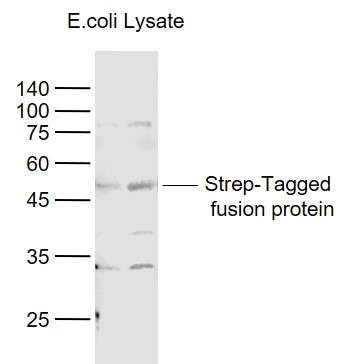 Strep-Tagged Fusion Protein Overexpression E.coli Lysate (2/4ug,Cat#: bs-41403P) probed with Strep-Tag II Monoclonal Antibody, Unconjugated (bsm-33016M) at 1:1000 dilution and 4˚C overnight incubation. Followed by conjugated secondary antibody incubation at 1:20000 for 60 min at 37˚C. Strep-Tagged Fusion Protein Overexpression E.coli Lysate (2/4ug,Cat#: bs-41403P) probed with Strep-Tag II Monoclonal Antibody, Unconjugated (bsm-33016M) at 1:1000 dilution and 4˚C overnight incubation. Followed by conjugated secondary antibody incubation at 1:20000 for 60 min at 37˚C.