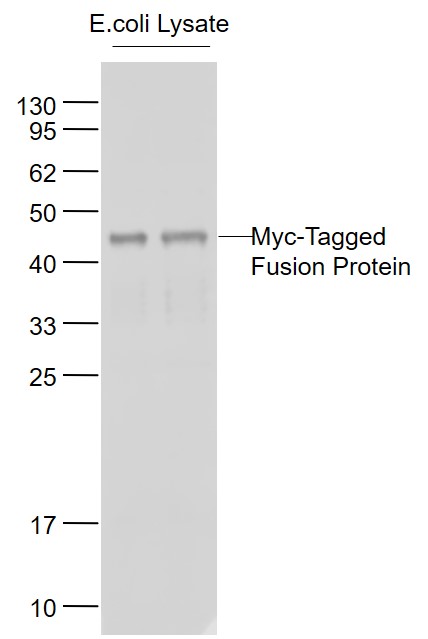 Myc-Tagged Fusion Protein Overexpression E.coli Lysates (Cat#: bs-41230P) probed with c-Myc tag Polyclonal Antibody, Unconjugated (bs-0842R) at 1:1000 dilution and 4˚C overnight incubation. Followed by conjugated secondary antibody incubation at 1:20000 for 60 min at 37˚C.