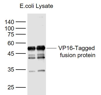 VP16-Tagged Fusion Protein Overexpression E.coli Lysate (2/4ug,Cat#: bs-41403P) probed with VP16 tag Polyclonal Antibody, Unconjugated (bs-2111R) at 1:1000 dilution and 4˚C overnight incubation. Followed by conjugated secondary antibody incubation at 1:20000 for 60 min at 37˚C. VP16-Tagged Fusion Protein Overexpression E.coli Lysate (2/4ug,Cat#: bs-41403P) probed with VP16 tag Polyclonal Antibody, Unconjugated (bs-2111R) at 1:1000 dilution and 4˚C overnight incubation. Followed by conjugated secondary antibody incubation at 1:20000 for 60 min at 37˚C.