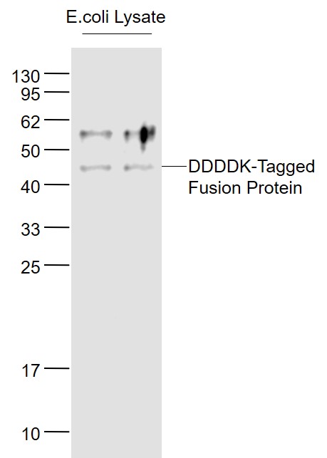 DDDDK-Tagged Fusion Protein Overexpression E.coli Lysates probed with FLAG Tag Polyclonal Antibody, Unconjugated (bs-10583R) at 1:1000 dilution and 4˚C overnight incubation. Followed by conjugated secondary antibody incubation at 1:20000 for 60 min at 37˚C.
