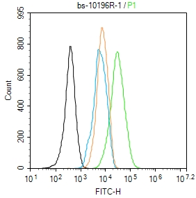 NIH/3T3 cells were fixed with 4% PFA for 10min at room temperature,permeabilized with 90% ice-cold methanol for 20 min at -20℃, and incubated in 5% BSA blocking buffer for 30 min at room temperature. Cells were then stained with Pan-Actin Polyclonal Antibody(bs-10196R)at 1:100 dilution in blocking buffer and incubated for 30 min at room temperature, washed twice with 2%BSA in PBS, followed by secondary antibody incubation for 40 min at room temperature. Acquisitions of 20,000 events were performed. Cells stained with primary antibody (green), and isotype control (orange).