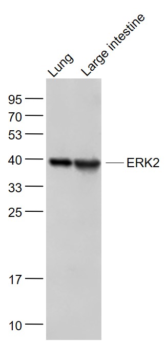 Lane 1: Mouse Lung lysates; Lane 2: Mouse Large intestine lysates probed with ERK2 monoclonal Antibody, Unconjugated (bsm-52068R) at 1:1000 dilution and 4˚C overnight incubation. Followed by conjugated secondary antibody incubation at 1:20000 for 60 min at 37˚C.