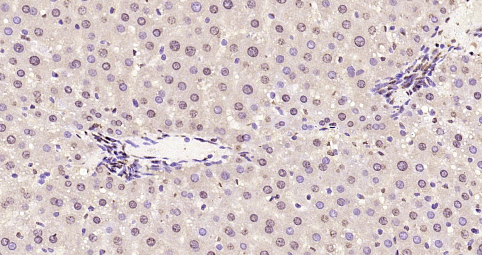 Paraformaldehyde-fixed, paraffin embedded Rat liver; Antigen retrieval by boiling in sodium citrate buffer (pH6.0) for 15min; Block endogenous peroxidase by 3% hydrogen peroxide for 20 minutes; Blocking buffer (normal goat serum) at 37°C for 30min; Antibody incubation with Histone H3 Polyclonal Antibody, Unconjugated (bs-0349R) at 1:200 overnight at 4°C, DAB staining.