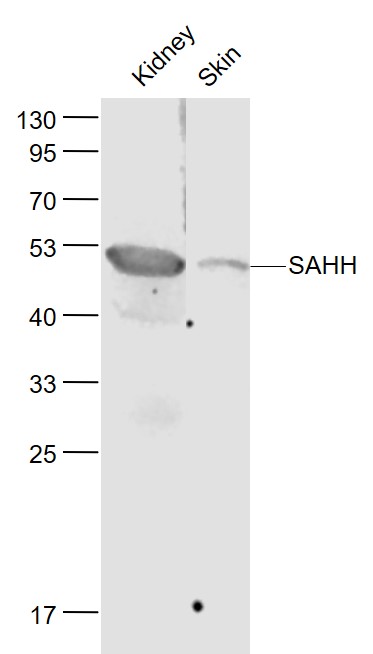 Lane 1: Mouse Kidney lysates; Lane 2: Mouse Skin lysates probed with SAHH Polyclonal Antibody, Unconjugated (bs-5029R) at 1:1000 dilution and 4˚C overnight incubation. Followed by conjugated secondary antibody incubation at 1:20000 for 60 min at 37˚C.