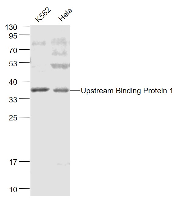 Lane 1: Human K562 cell lysates; Lane 2: Human Hela cell lysates probed with Upstream Binding Protein 1 Polyclonal Antibody, Unconjugated (bs-6730R) at 1:1000 dilution and 4˚C overnight incubation. Followed by conjugated secondary antibody incubation at 1:20000 for 60 min at 37˚
