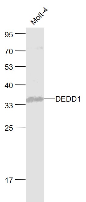 Lane 1: Human MOLT-4 cell lysates probed with DEDD1 Polyclonal Antibody, Unconjugated (bs-7062R) at 1:1000 dilution and 4˚C overnight incubation. Followed by conjugated secondary antibody incubation at 1:20000 for 60 min at 37˚C.