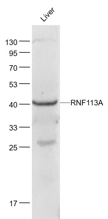 Lane 1: Mouse Liver lysates probed with RNF113A Polyclonal Antibody, Unconjugated (bs-9248R) at 1:1000 dilution and 4˚C overnight incubation. Followed by conjugated secondary antibody incubation at 1:20000 for 60 min at 37˚C.