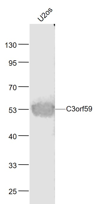 Lane 1: Human U-2OS cell lysates probed with C3orf59 Polyclonal Antibody, Unconjugated (bs-9833R) at 1:1000 dilution and 4˚C overnight incubation. Followed by conjugated secondary antibody incubation at 1:20000 for 60 min at 37˚C.
