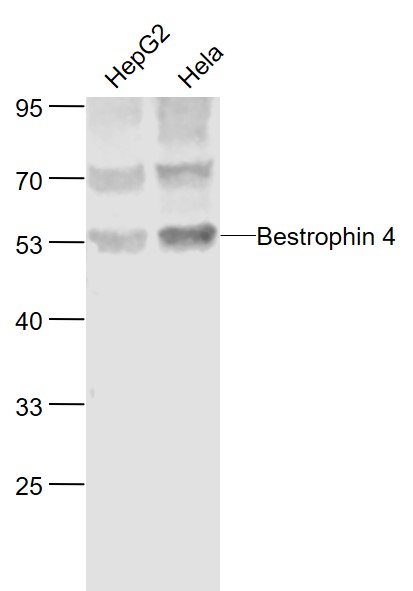 Lane 1: Human HepG2 cell lysates; Lane 2: Human Hela cell lysates probed withBestrophin 4 Polyclonal Antibody, Unconjugated (bs-11043R) at 1:1000 dilution and 4˚C overnight incubation. Followed by conjugated secondary antibody incubation at 1:20000 for 60 min at 37˚C
