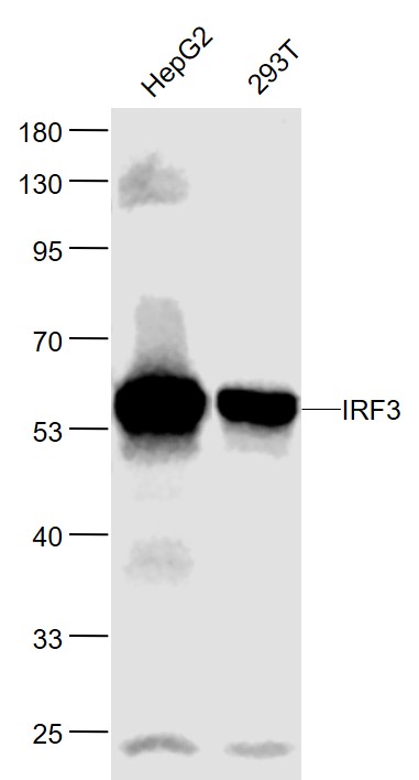 Lane 1: Human HepG2 cell lysates; Lane 2: Human 293T cell lysates probed with IRF3  Monoclonal Antibody, Unconjugated (bsm-52116M) at 1:1000 dilution and 4˚C overnight incubation. Followed by conjugated secondary antibody incubation at 1:20000 for 60 min at 37˚C.
