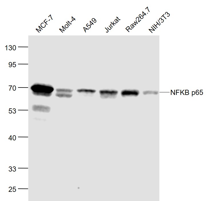 Lane 1: Human MCF-7 cell lysates; Lane 2: Human MOLT-4 cell lysates; Lane 3: Human A549 cell lysates; Lane 4: Human Jurkat cell lysates; Lane 5: Mouse RAW264.7 cell lysates; Lane 6: Mouse NIH/3T3 cell lysates probed with NFKB p65 Monoclonal Antibody, Unconjugated (bsm-33117M) at 1:1000 dilution and 4˚C overnight incubation. Followed by conjugated secondary antibody incubation at 1:20000 for 60 min at 37˚C.
