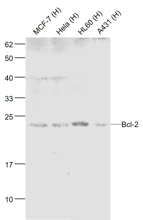 Lane 1: Human MCF-7 cell lysates; Lane 2: Human Hela cell lysates; Lane 3: Human HL-60 cell lysates; Lane 4: Human A431 cell lysates probed with Bcl-2 Polyclonal Antibody, Unconjugated (bs-0032R) at 1:1000 dilution and 4˚C overnight incubation. Followed by conjugated secondary antibody incubation at 1:20000 for 60 min at 37˚C.