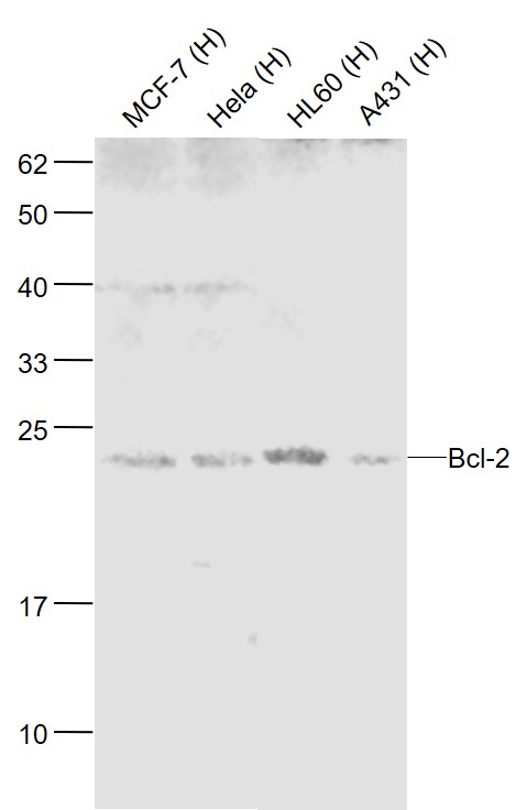 Lane 1: Human MCF-7 cell lysates; Lane 2: Human Hela cell lysates; Lane 3: Human HL-60 cell lysates; Lane 4: Human A431 cell lysates probed with Bcl-2 Polyclonal Antibody, Unconjugated (bs-0032R) at 1:1000 dilution and 4°C overnight incubation. Followed by conjugated secondary antibody incubation at 1:20000 for 60 min at 37°C.