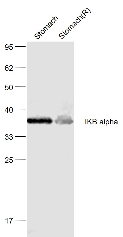 Lane 1: Mouse Stomach  lysates; Lane 2: Rat Stomach lysates probed with NFKBIA\/IKB alpha Polyclonal Antibody, Unconjugated (bs-1287R) at 1:1000 dilution and 4˚C overnight incubation. Followed by conjugated secondary antibody incubation at 1:20000 for 60 min at 37˚C.