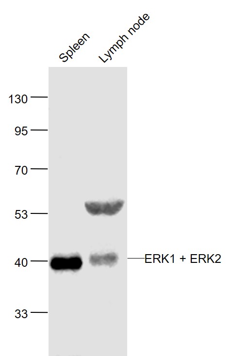 Lane 1: Mouse Spleen lysates; Lane 2: Mouse Lymph node lysates probed with ERK1 + 2 Polyclonal Antibody, Unconjugated (bs-2637R) at 1:1000 dilution and 4˚C overnight incubation. Followed by conjugated secondary antibody incubation at 1:20000 for 60 min at 37˚C.