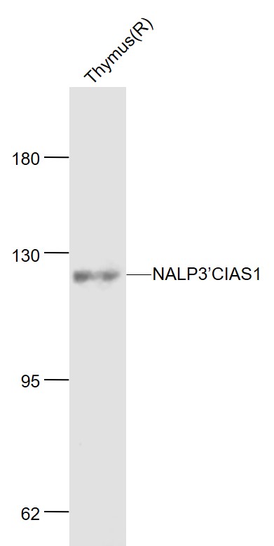 Lane 1:Rat Thymus lysates probed with NLRP3 Polyclonal  Antibody, Unconjugated (bs-10021R) at 1:1000 dilution and 4˚C overnight incubation. Followed by conjugated secondary antibody incubation at 1:20000 for 60 min at 37˚C.
