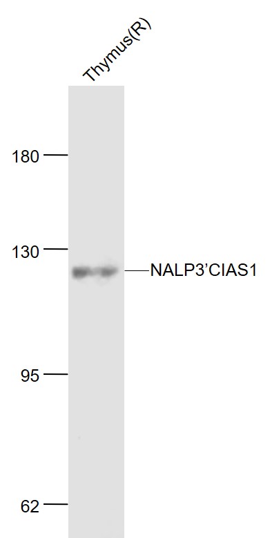 Lane 1:Rat Thymus lysates probed with NLRP3 Polyclonal Antibody, Unconjugated (bs-10021R) at 1:1000 dilution and 4˚C overnight incubation. Followed by conjugated secondary antibody incubation at 1:20000 for 60 min at 37˚C.