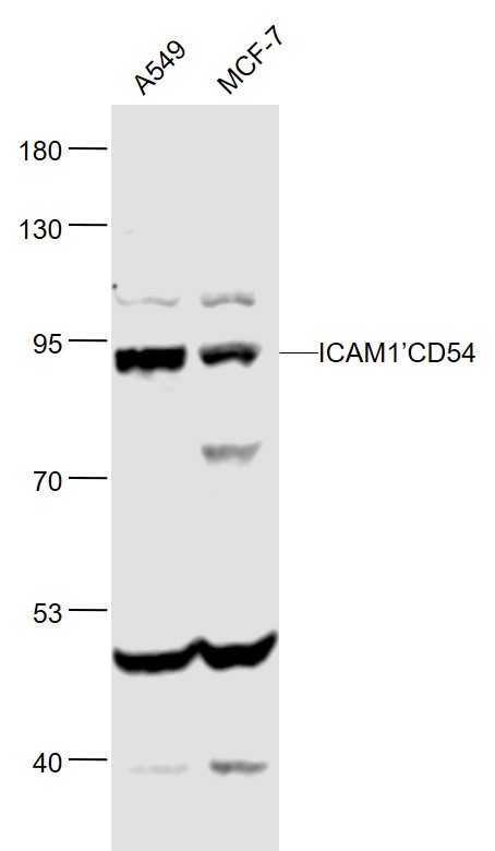 Lane 1: Human A549 cell lysates; Lane 2: Human MCF-7 cell lysates probed with ICAM1/CD54 Monoclonal Antibody, Unconjugated (bsm-10697M) at 1:1000 dilution and 4˚C overnight incubation. Followed by conjugated secondary antibody incubation at 1:20000 for 60 min at 37˚C.