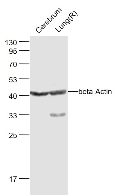 Lane 1: Mouse Cerebrum lysates; Lane 2: Rat Lung lysates probed with beta-Actin  Monoclonal Antibody, Unconjugated (bsm-33036M ) at 1:1000 dilution and 4˚C overnight incubation. Followed by conjugated secondary antibody incubation at 1:20000 for 60 min at 37˚C.