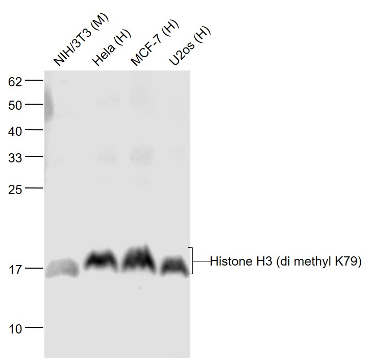 Lane 1: Mouse NIH/3T3 cell lysates; Lane 2: Human Hela cell lysates; Lane 3: Human MCF-7 cell lysates; Lane 4: Human U-2OS cell lysates probed with Histone H3 Monoclonal Antibody, Unconjugated (bsm-33097M) at 1:1000 dilution and 4˚C overnight incubation. Followed by conjugated secondary antibody incubation at 1:20000 for 60 min at 37˚C.
