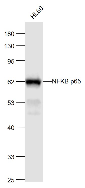 Lane 1: Human HL-60 cell lysates probed with NFKB p65 Monoclonal Antibody, Unconjugated (bsm-33117M) at 1:1000 dilution and 4˚C overnight incubation. Followed by conjugated secondary antibody incubation at 1:20000 for 60 min at 37˚C.