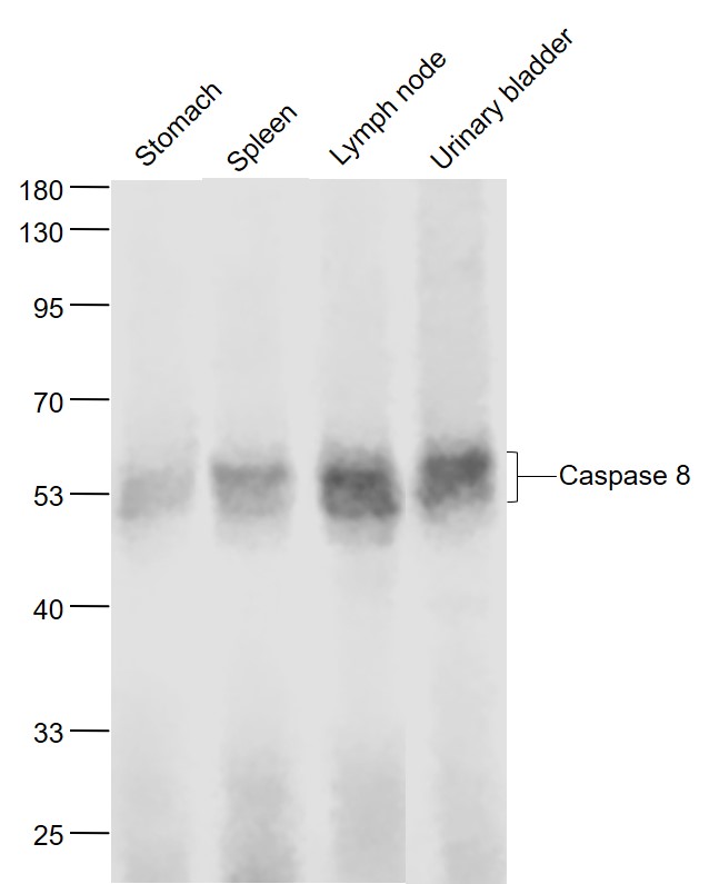 Lane 1: Mouse Stomach lysates; Lane 2: Mouse Spleen lysates; Lane 3: Mouse Lymph node lysates; Lane 4: Mouse Urinary bladder lysates probed with Caspase 8 Monoclonal Antibody, Unconjugated (bsm-33190M) at 1:1000 dilution and 4˚C overnight incubation. Followed by conjugated secondary antibody incubation at 1:20000 for 60 min at 37˚C.
