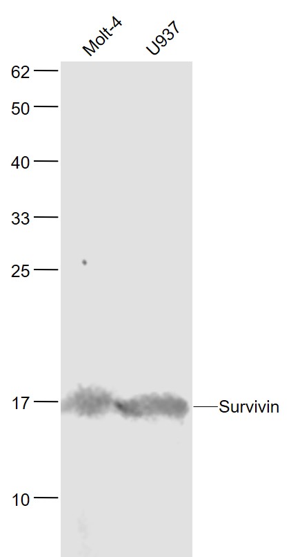 Lane 1: Human MOLT-4 cell lysates; Lane 2: Human U937 cell lysates probed with Survivin Monoclonal Antibody, Unconjugated (bsm-33195M) at 1:1000 dilution and 4˚C overnight incubation. Followed by conjugated secondary antibody incubation at 1:20000 for 60 min at 37˚C.