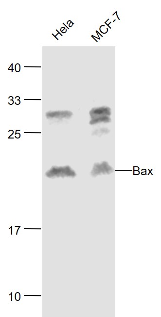 Lane 1: Human Hela cell lysates; Lane 2: Human MCF-7 cell lysates probed with Bax Monoclonal Antibody, Unconjugated (bsm-33283M) at 1:1000 dilution and 4˚C overnight incubation. Followed by conjugated secondary antibody incubation at 1:20000 for 60 min at 37˚C.