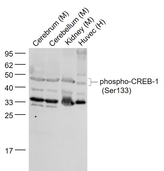 Lane 1: Mouse Cerebrum  lysates; Lane 2: Mouse Cerebellum lysates; Lane 3: Mouse Kidney lysates; Lane 4: Human HUVEC cell lysates probed with CREB-1 Polyclonal Antibody, Unconjugated (bs-0036R) at 1:1000 dilution and 4°C overnight incubation. Followed by conjugated secondary antibody incubation at 1:20000 for 60 min at 37°C.