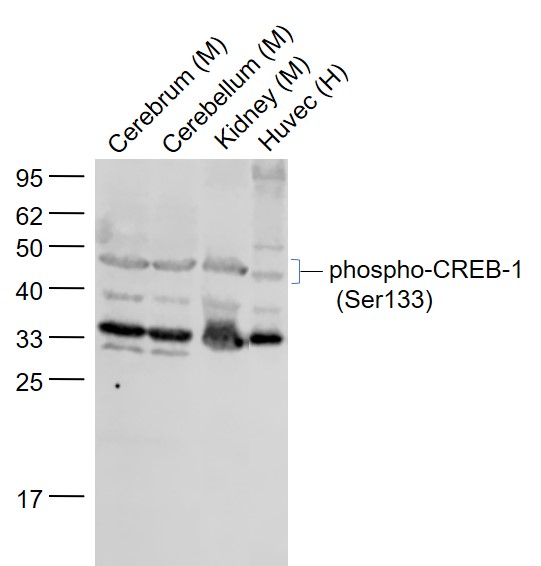 Lane 1: Mouse Cerebrum lysates; Lane 2: Mouse Cerebellum lysates; Lane 3: Mouse Kidney lysates; Lane 4: Human HUVEC cell lysates probed with CREB-1 Polyclonal Antibody, Unconjugated (bs-0036R) at 1:1000 dilution and 4˚C overnight incubation. Followed by conjugated secondary antibody incubation at 1:20000 for 60 min at 37˚C.
